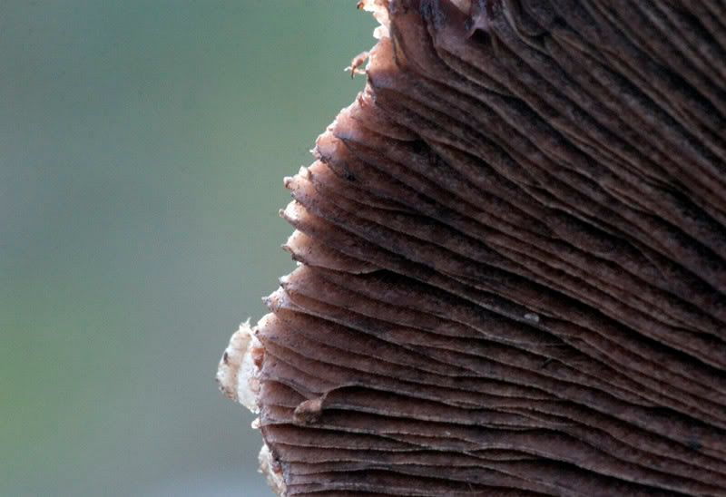 IMAGE: http://i56.photobucket.com/albums/g171/daleporter/Macro/IMG_9486-w.jpg