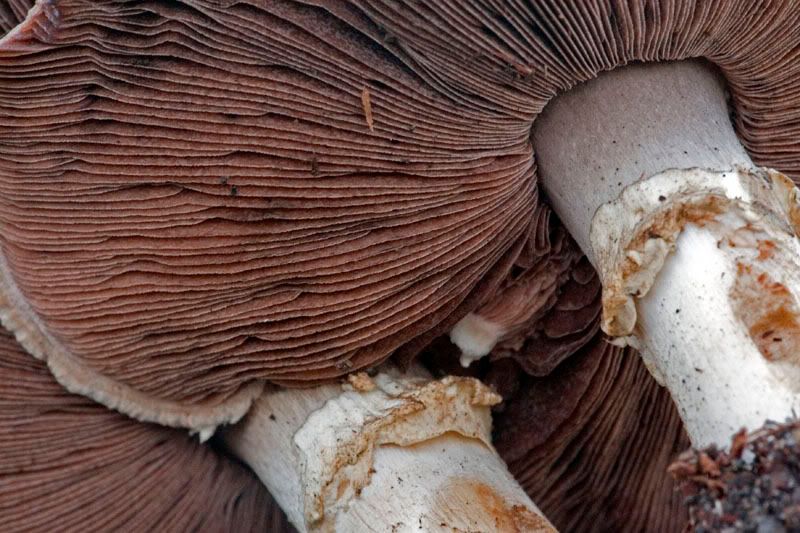 IMAGE: http://i56.photobucket.com/albums/g171/daleporter/Macro/IMG_9495-w.jpg