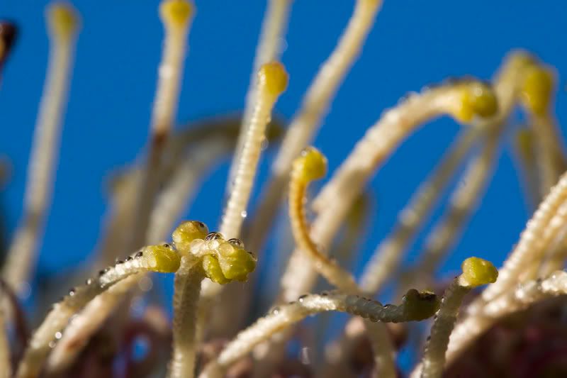IMAGE: http://i56.photobucket.com/albums/g171/daleporter/Macro/grevillea-w.jpg