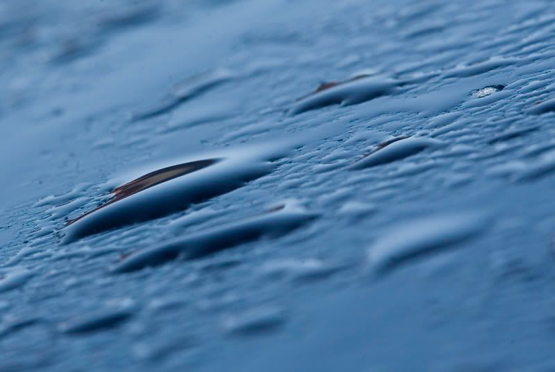 IMAGE: http://i56.photobucket.com/albums/g171/daleporter/Macro/water-w.jpg