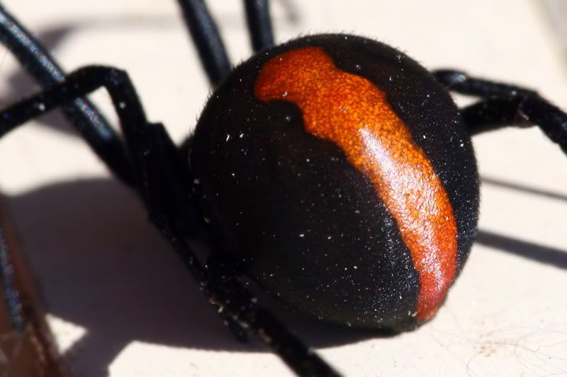 IMAGE: http://i56.photobucket.com/albums/g171/daleporter/Nature/redback002-w.jpg