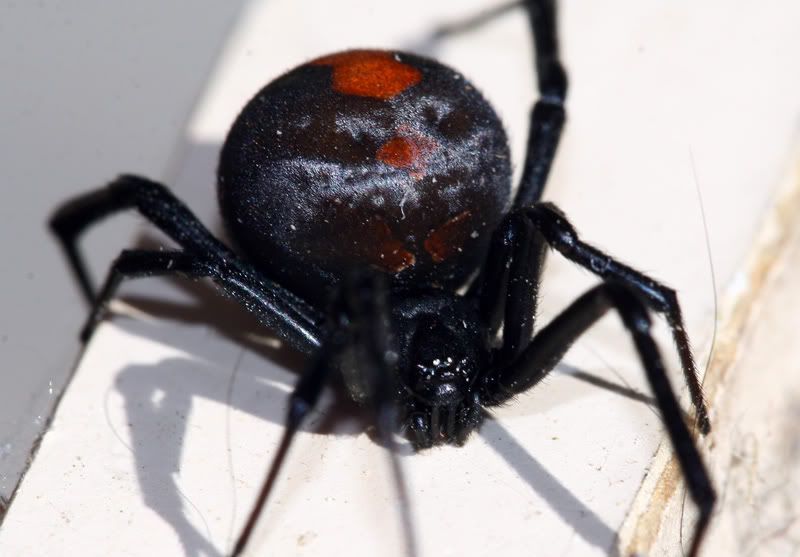 IMAGE: http://i56.photobucket.com/albums/g171/daleporter/Nature/redback004-w.jpg