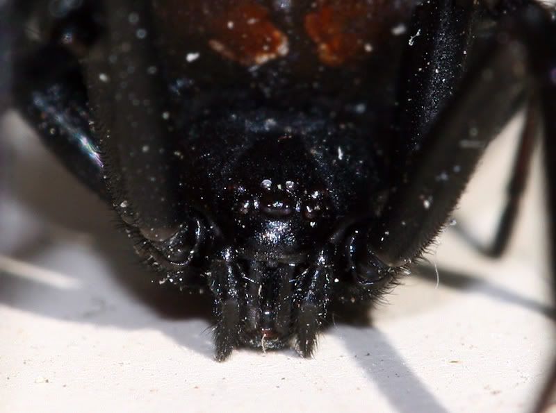 IMAGE: http://i56.photobucket.com/albums/g171/daleporter/Nature/redback005-w.jpg