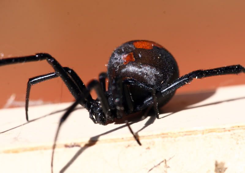 IMAGE: http://i56.photobucket.com/albums/g171/daleporter/Nature/redback007-w.jpg