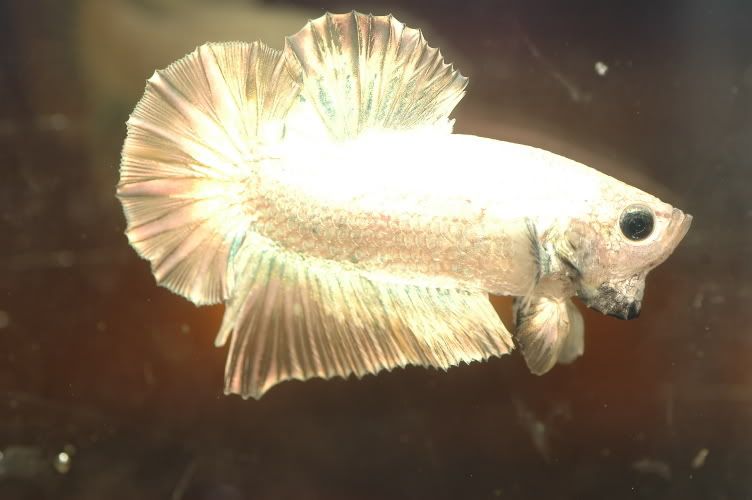 DSC_0264.jpg gold betta image by andhwk