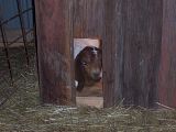 Pictures of our babies! - Goats