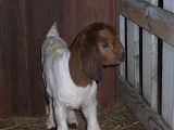 Pictures of our babies! - Goats