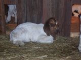 Pictures of our babies! - Goats