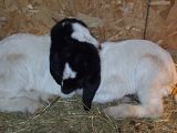Pictures of our babies! - Goats