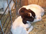Pictures of our babies! - Goats