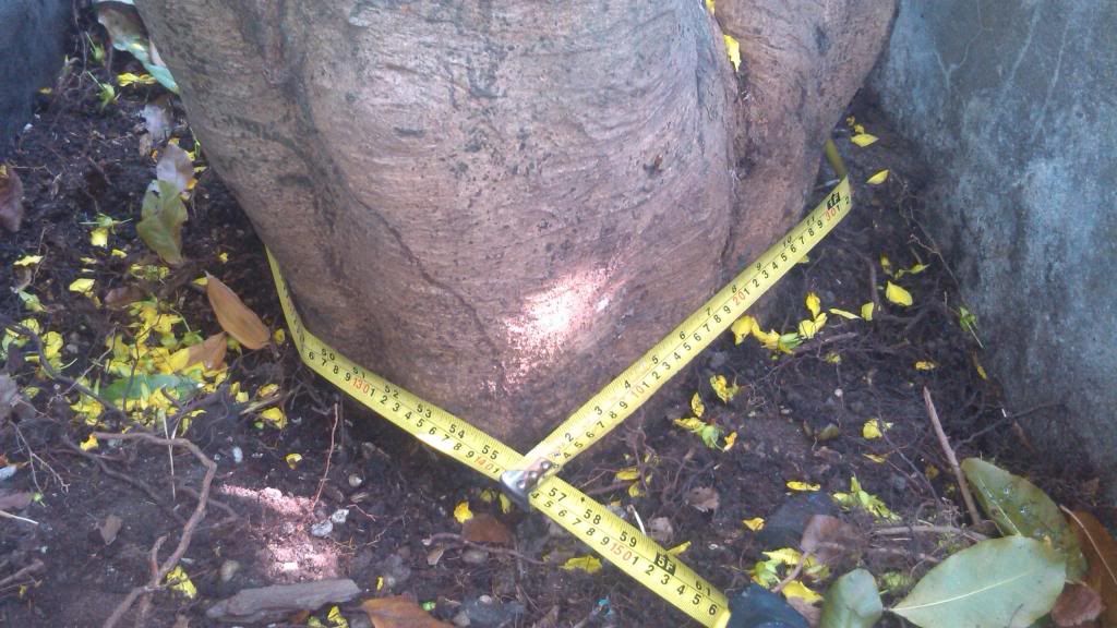 Nhờ mọi người định giá giúp cây mai! - 5