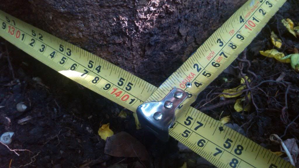 Nhờ mọi người định giá giúp cây mai! - 4