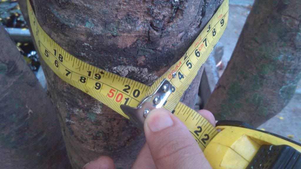 Nhờ mọi người định giá giúp cây mai! - 7