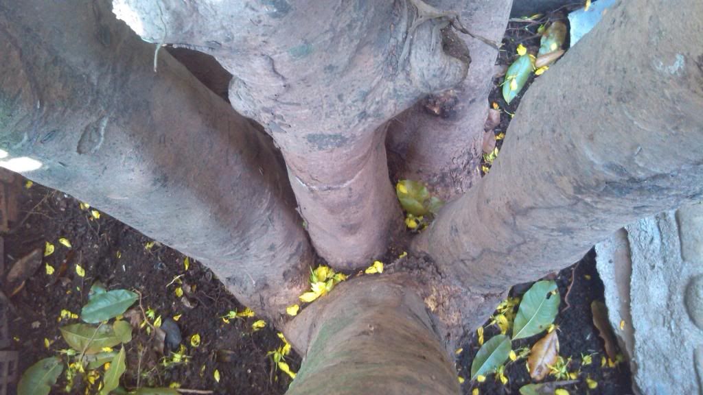 Nhờ mọi người định giá giúp cây mai! - 6