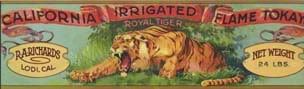 [Image: royal-tiger.jpg]