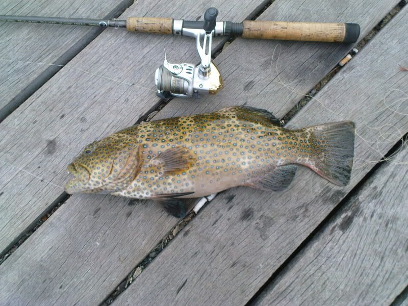 Coral Trout at Labrador Park