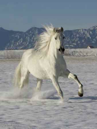 horse photo: Horse Horse.jpg