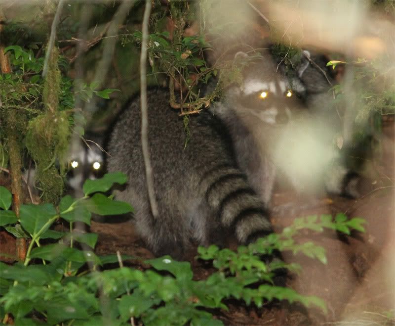 IMAGE: http://i56.photobucket.com/albums/g177/jnyjetta/HeadsorTails.jpg