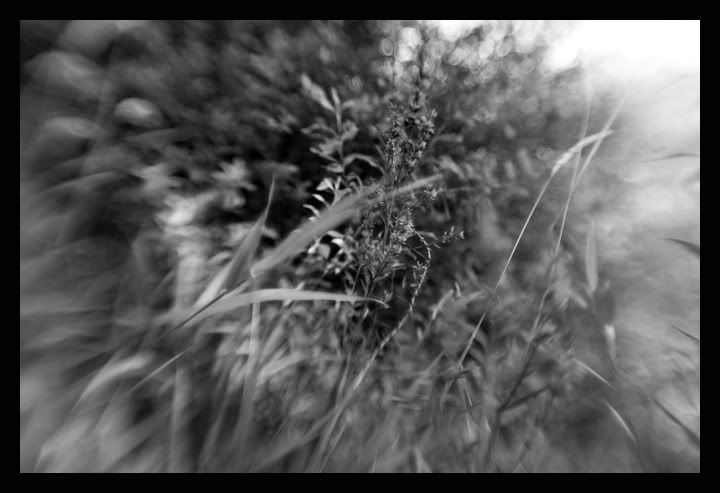 IMAGE: http://i56.photobucket.com/albums/g177/jnyjetta/IMG_4277.jpg