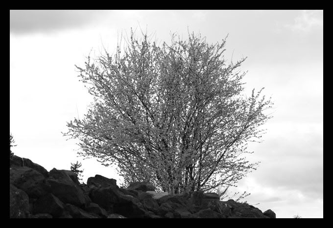 IMAGE: http://i56.photobucket.com/albums/g177/jnyjetta/IMG_6382.jpg