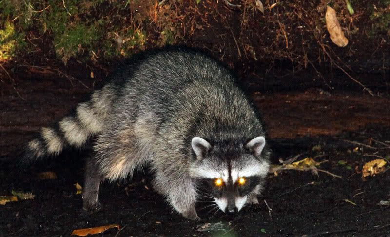 IMAGE: http://i56.photobucket.com/albums/g177/jnyjetta/Kitty1.jpg