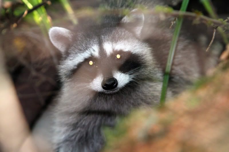 IMAGE: http://i56.photobucket.com/albums/g177/jnyjetta/Kitty2.jpg