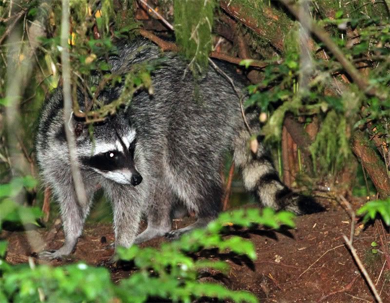 IMAGE: http://i56.photobucket.com/albums/g177/jnyjetta/Kitty3.jpg