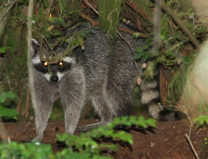 IMAGE: http://i56.photobucket.com/albums/g177/jnyjetta/Kitty4.jpg