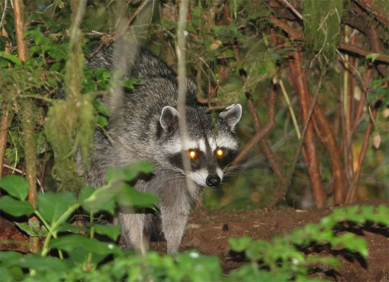 IMAGE: http://i56.photobucket.com/albums/g177/jnyjetta/Kitty5.jpg