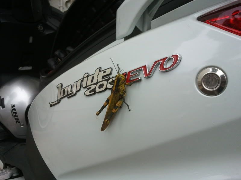 grashopper 1