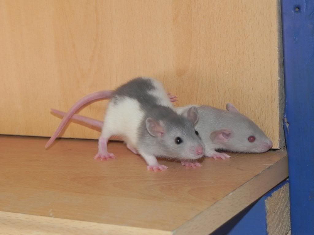 FANCY RAT BREEDERS for pets Reptile Forums