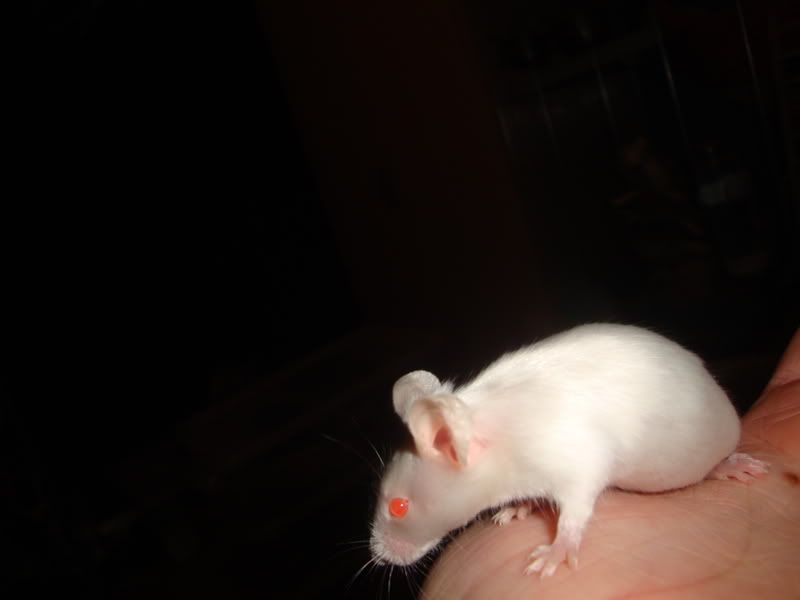 Finally gots pictures of all the mice. Reptile Forums