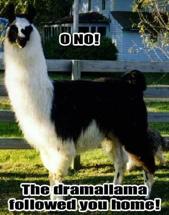 llama