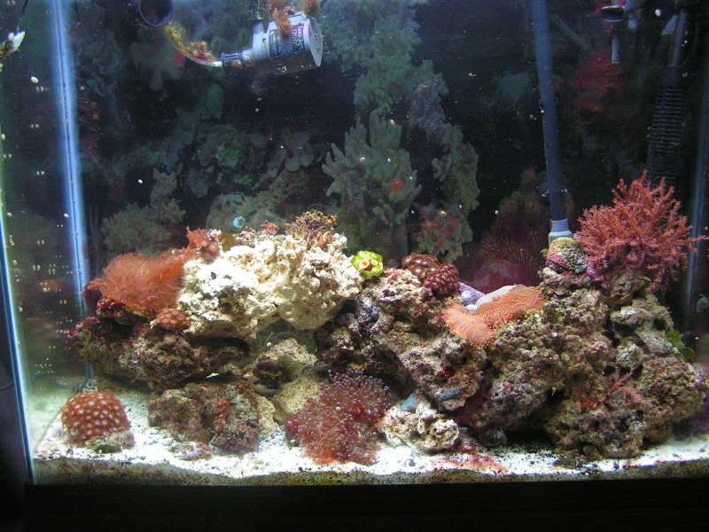 37gallon008.jpg