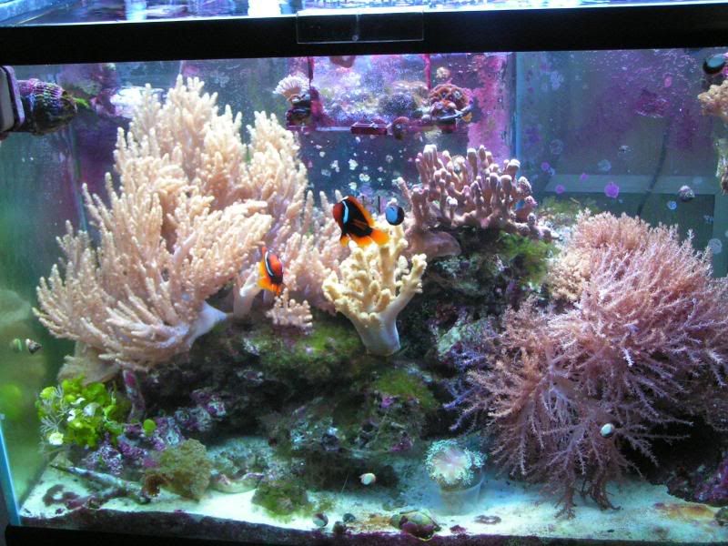 Reeftank007.jpg