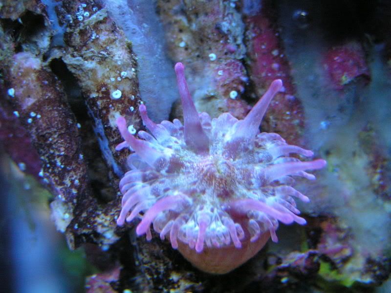 purplerhodactis001.jpg
