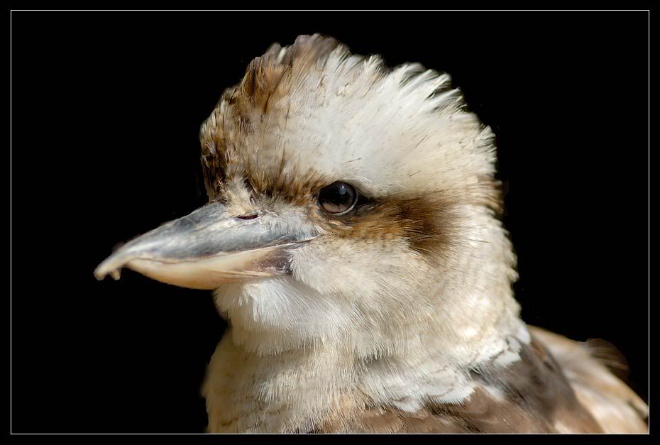 Cocobarra Bird