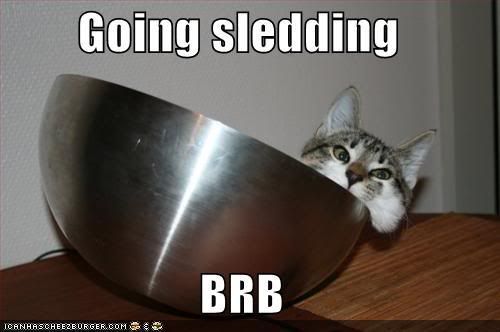 funny-pictures-cat-sledding.jpg