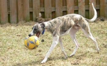 Bravo loves to play soccer