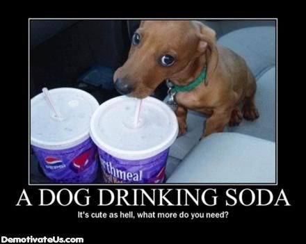 dog-drinking-soda-demotivational-po.jpg
