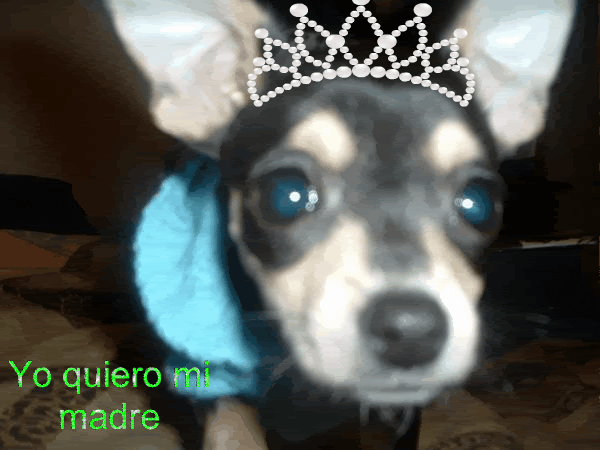  photo dapher-1.gif