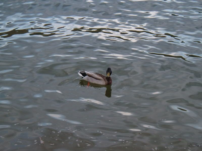 DSCF1178.jpg