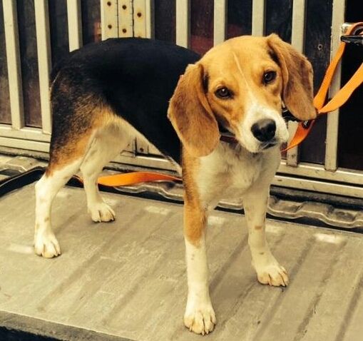 ukc beagle classifieds