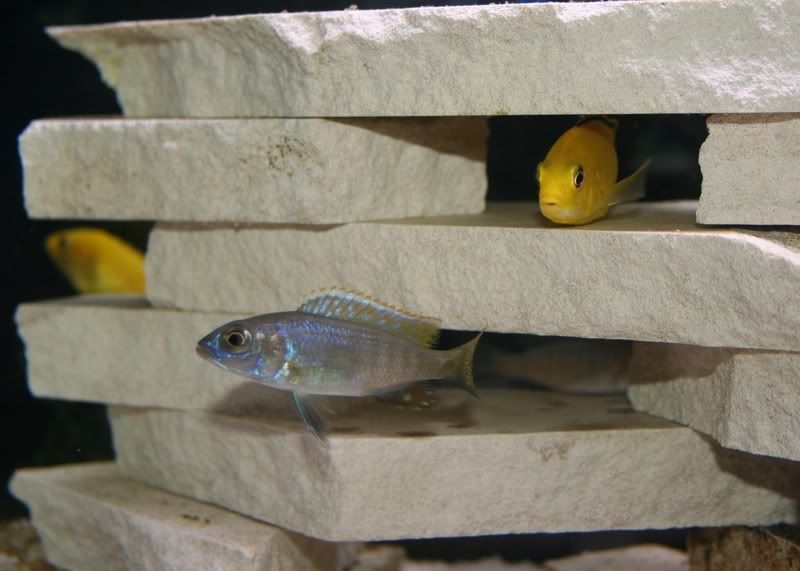 cichlids06-05-07054A.jpg