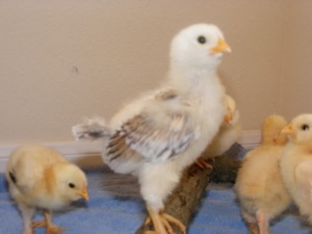 Chicks100709002.jpg