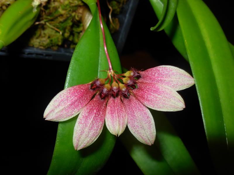 Bulbophyllumlepidum.jpg