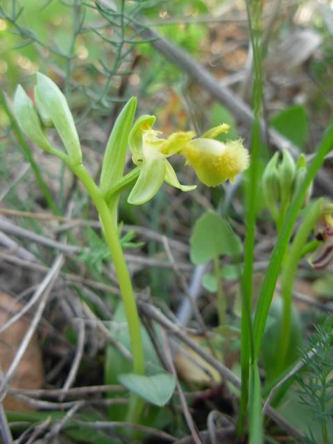 Ophrysspeculumvaralbum2.jpg