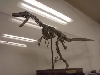 Half Size Velociraptor