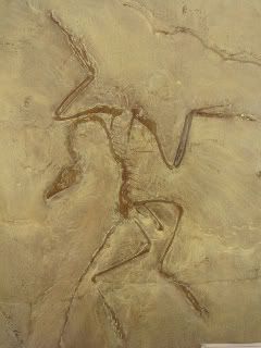 Archaeopteryx