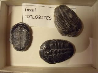 Trilobites